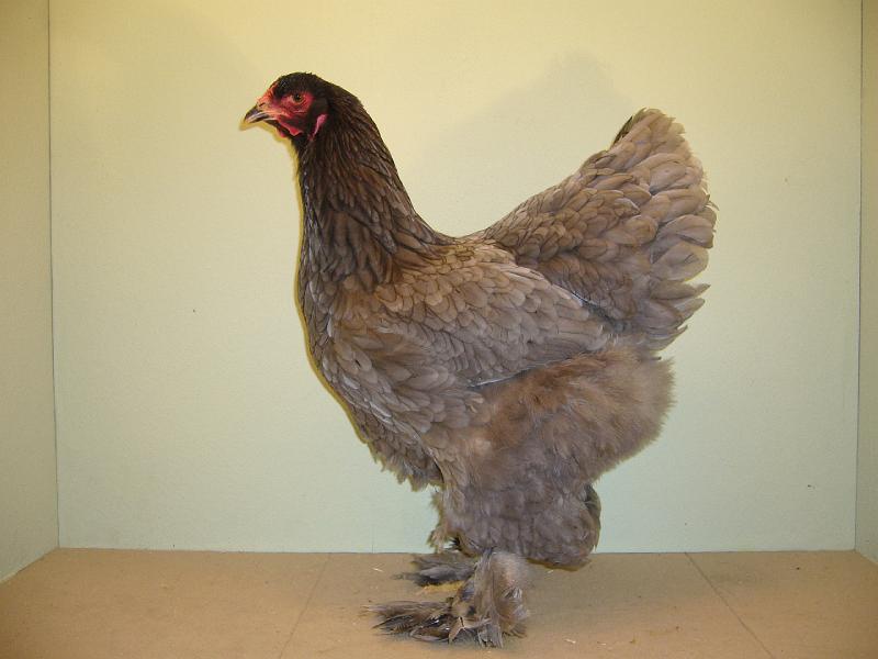 Munster 2009 142.jpg - Brahma blau von Fried. Schöneberg